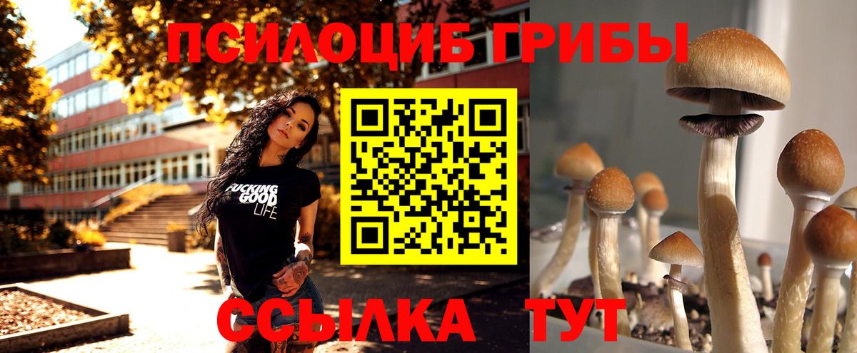 Галлюциногенные грибы Psilocybe Нижний Тагил